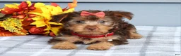 Yorkshire Terrier dogs for sale: Cassidy - Ad 8