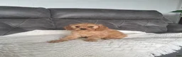 Cavapoo dogs for sale: Lucy - Ad 1