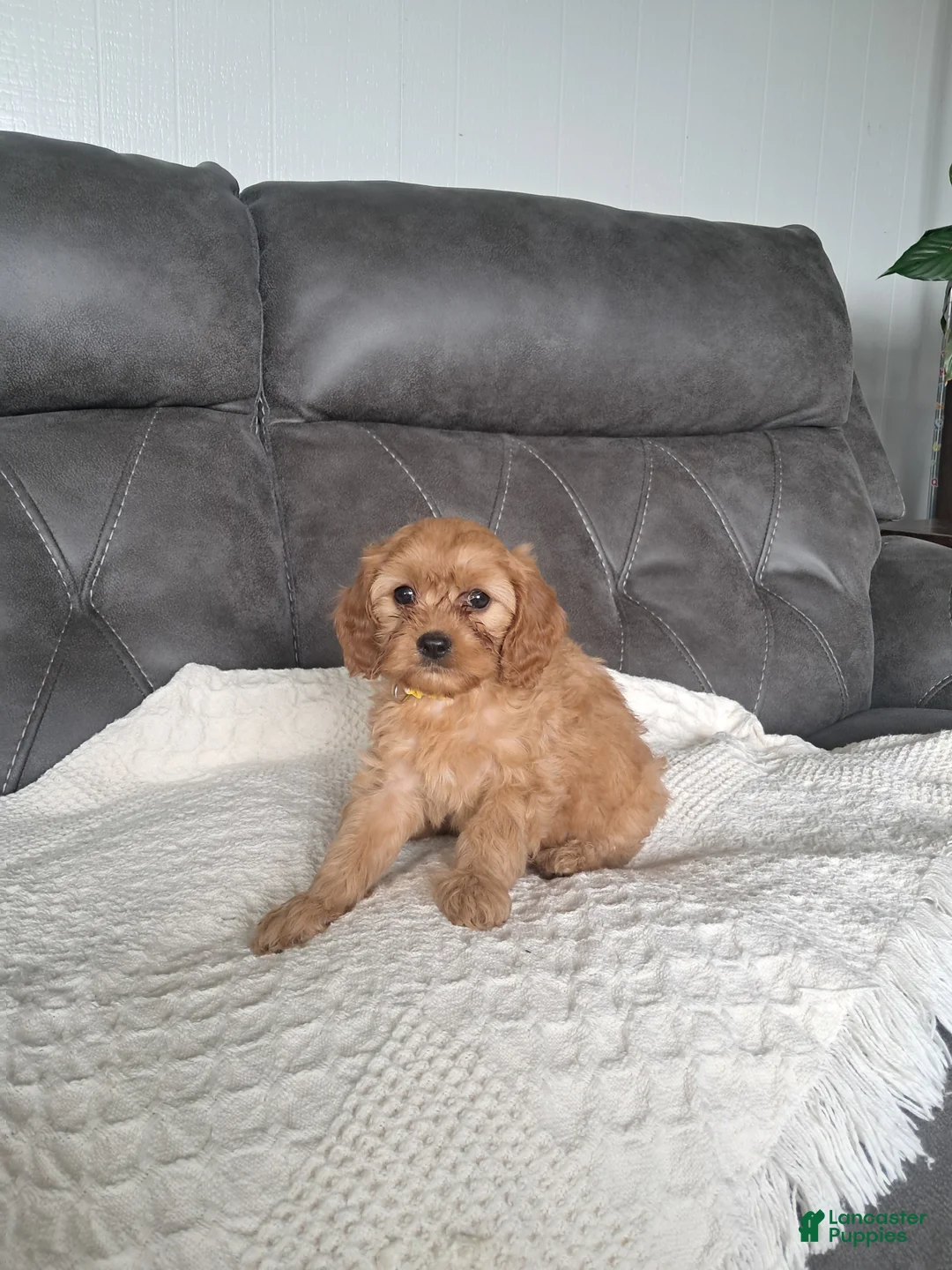 Cavapoo dogs for sale: Lucy - Ad 1