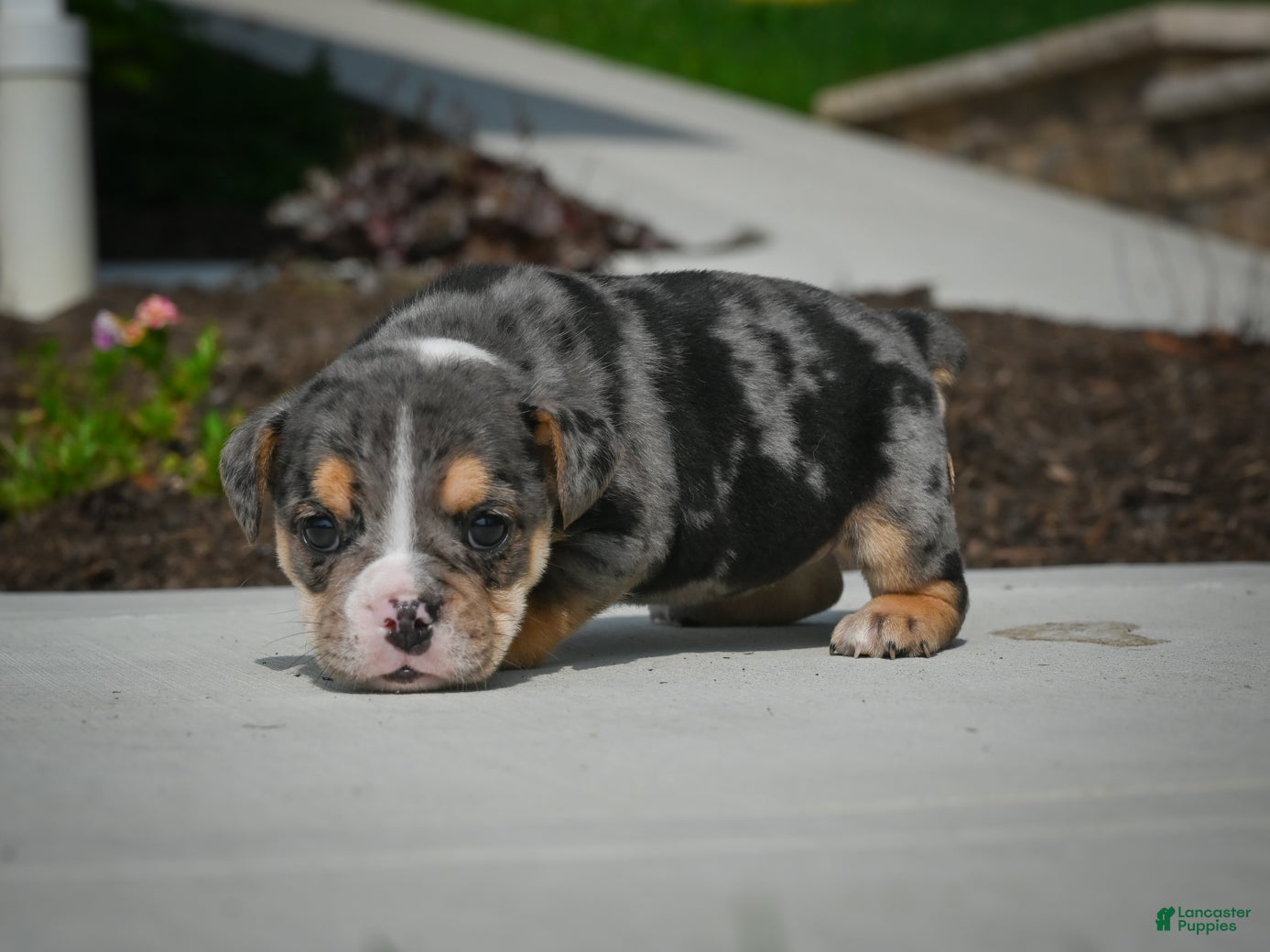 English Bulldog dogs Mindy - Ad 2