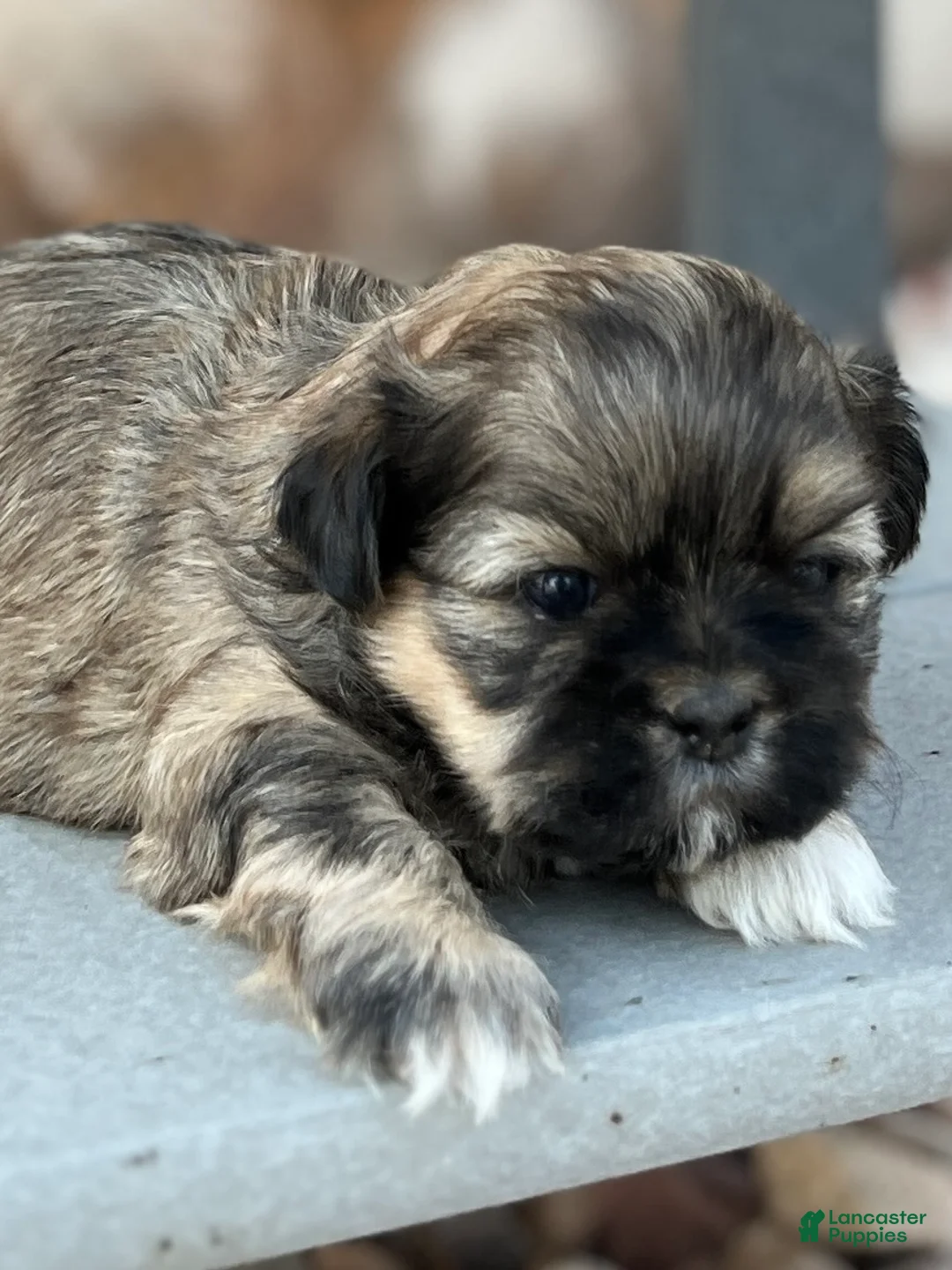 Shih Tzu dogs for sale: Jett - Ad 1
