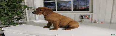 Mixed Breed Puppy 4