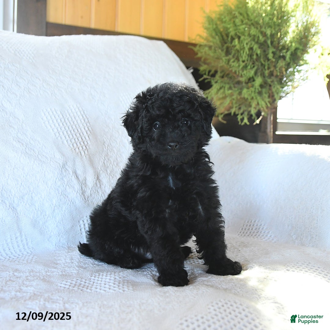 Miniature Poodle dogs for sale: Pepper - Ad 3