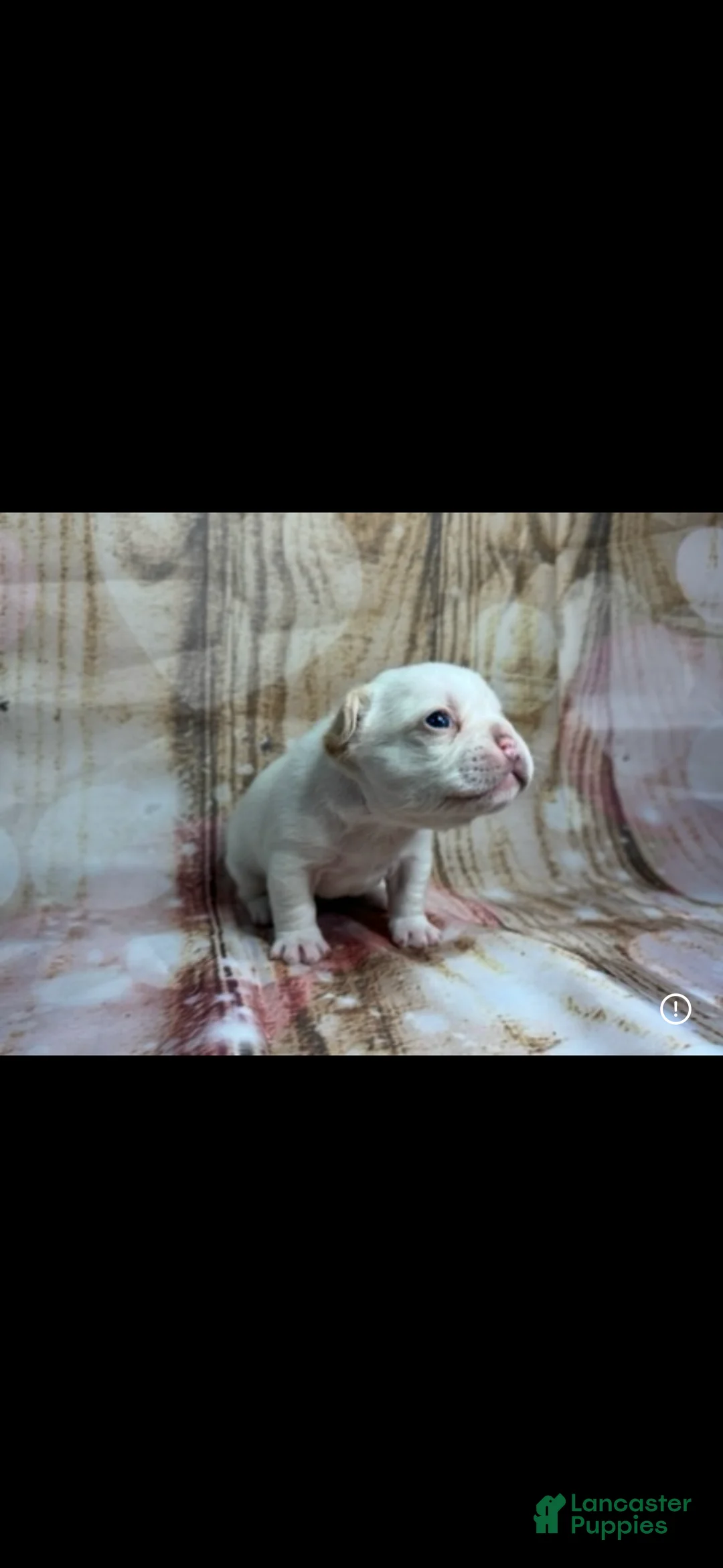 French Bulldog dogs for sale: French Bulldog Puppy 3 - Ad 1