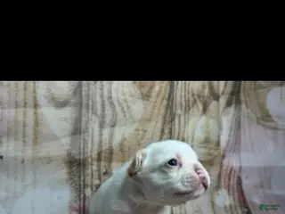 French Bulldog dogs French Bulldog Puppy 3 - Ad 29