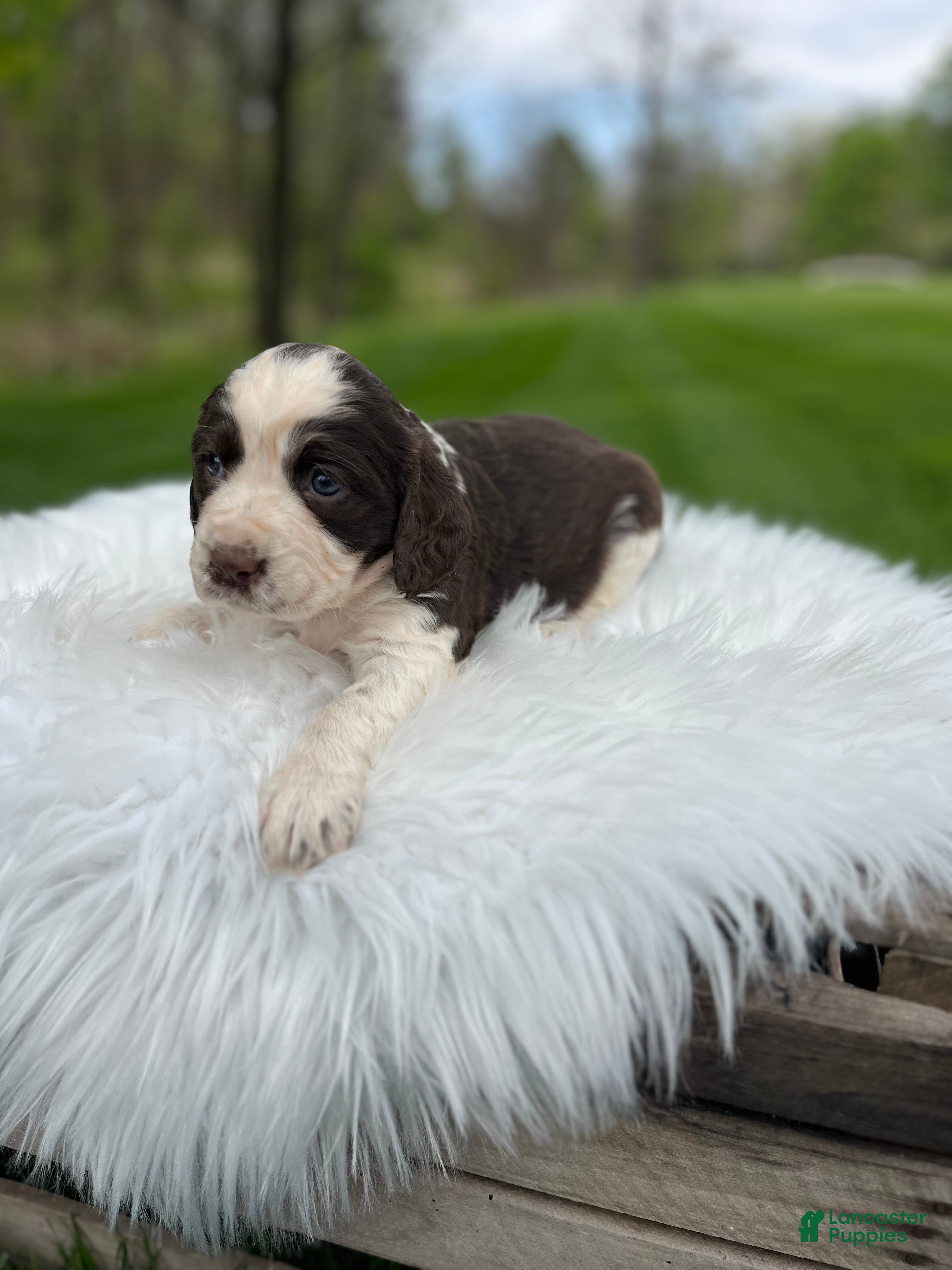 English Springer Spaniel dogs Petunia - Ad 2