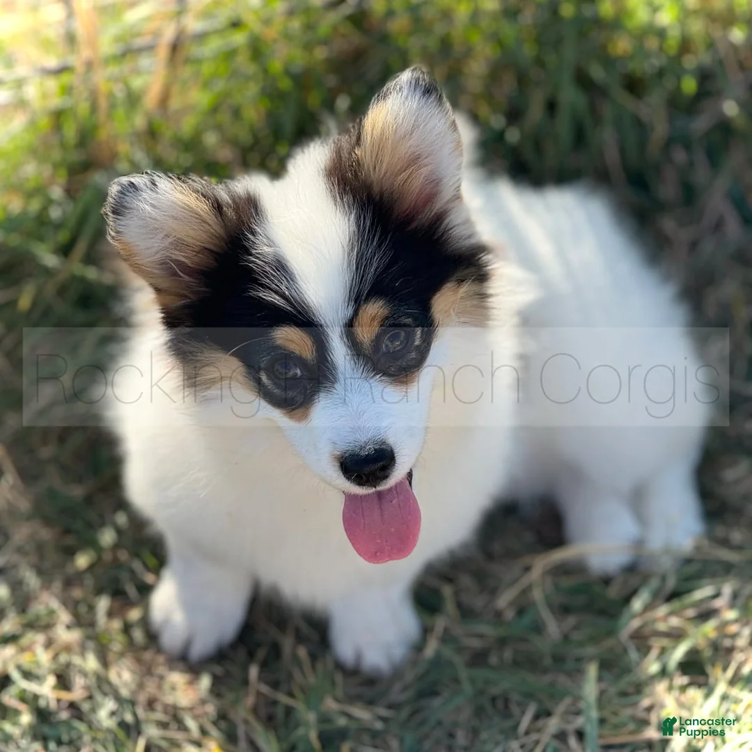 Gallery Image {{count}}