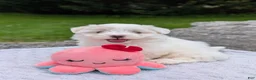 Maltese dogs for sale: Maltese 2 - Ad 27