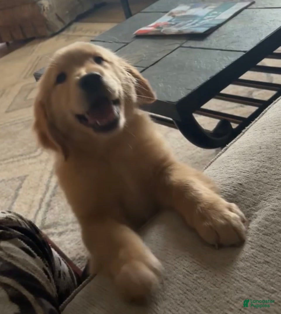 Golden Retriever dogs Max - Ad 1