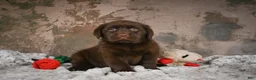 Labrador Retriever dogs for sale: Bailey - Ad 3
