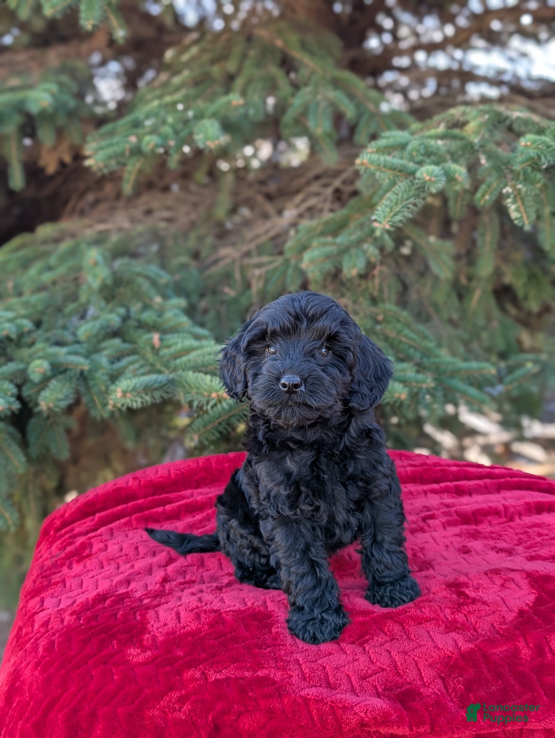 Shihpoo dogs for sale: Westley  - Ad 7