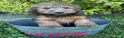 Whoodle dogs for sale: Henry - Ad 4