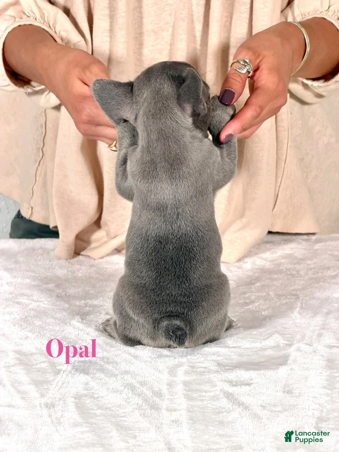 French Bulldog dogs for sale: Opal - Ad 3