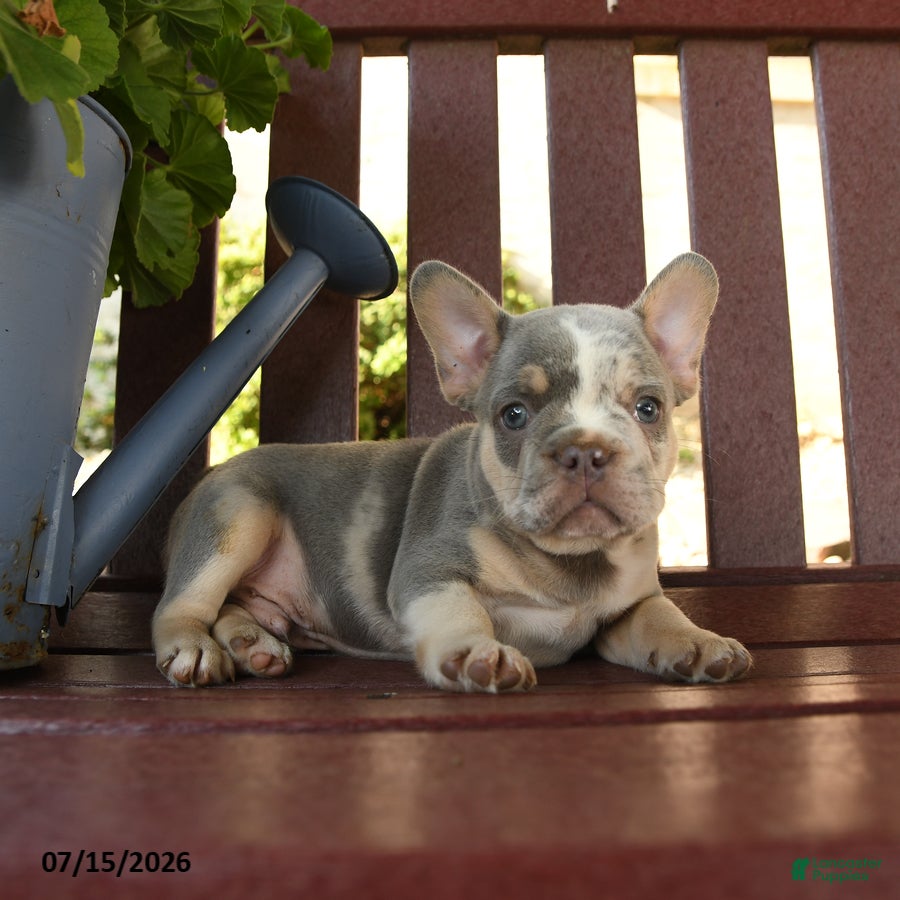 French Bulldog dogs Romeo - Ad 2