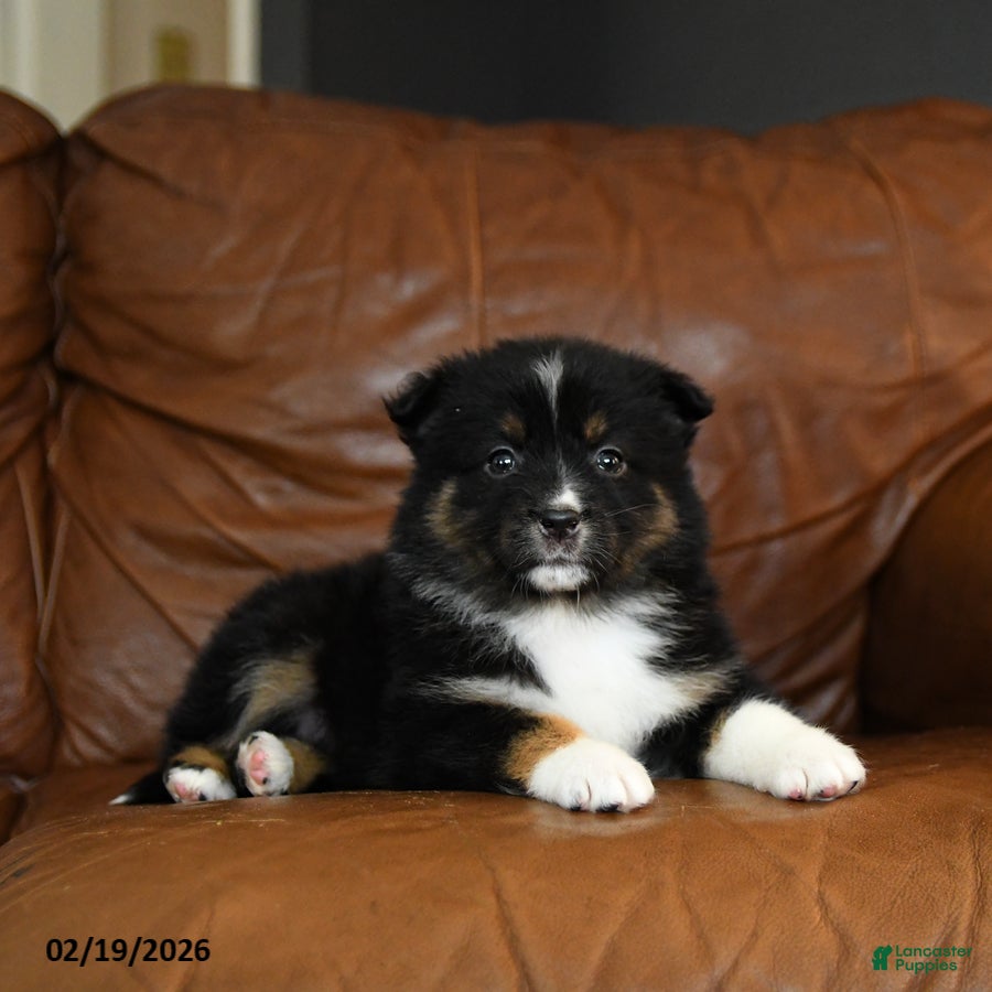 Australian Shepherd dogs Darcy - Ad 1