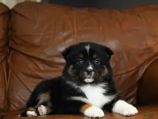 Australian Shepherd dogs for sale: Darcy - Ad 3