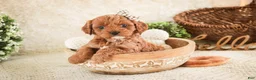 Cavapoo dogs for sale: Haven - Ad 8
