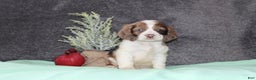 Cocker Spaniel dogs for sale: Sasha - Ad 3