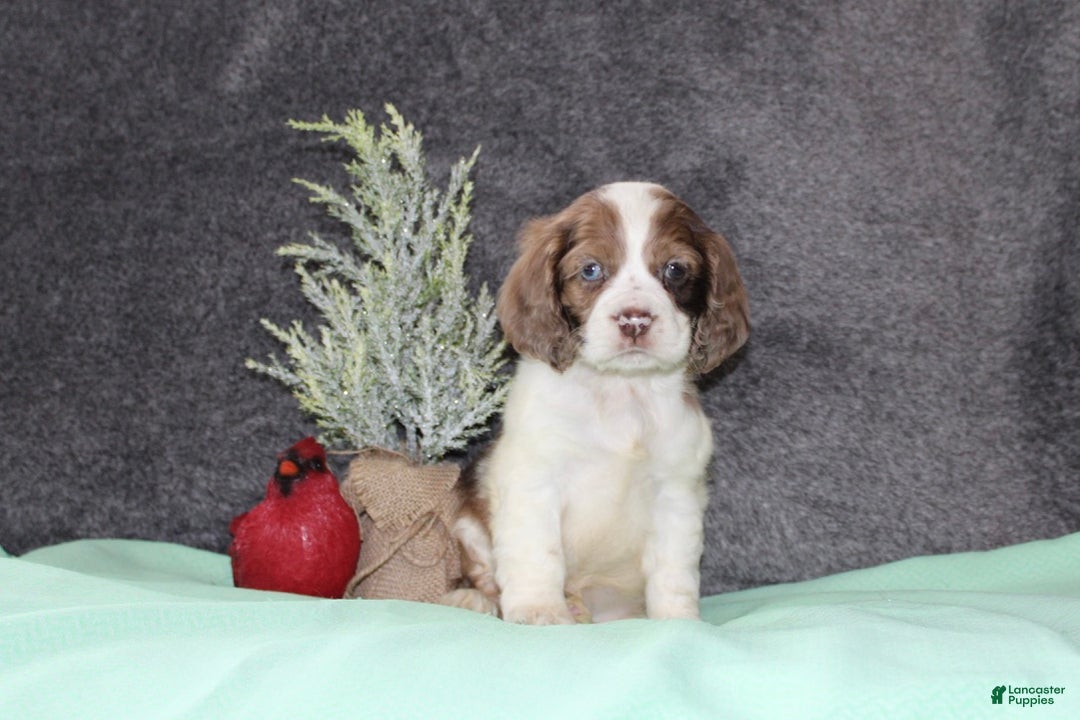 Cocker Spaniel dogs for sale: Sasha - Ad 3