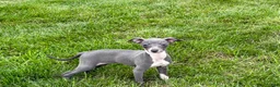 Italian Greyhound dogs for sale: Sydney  - Ad 7