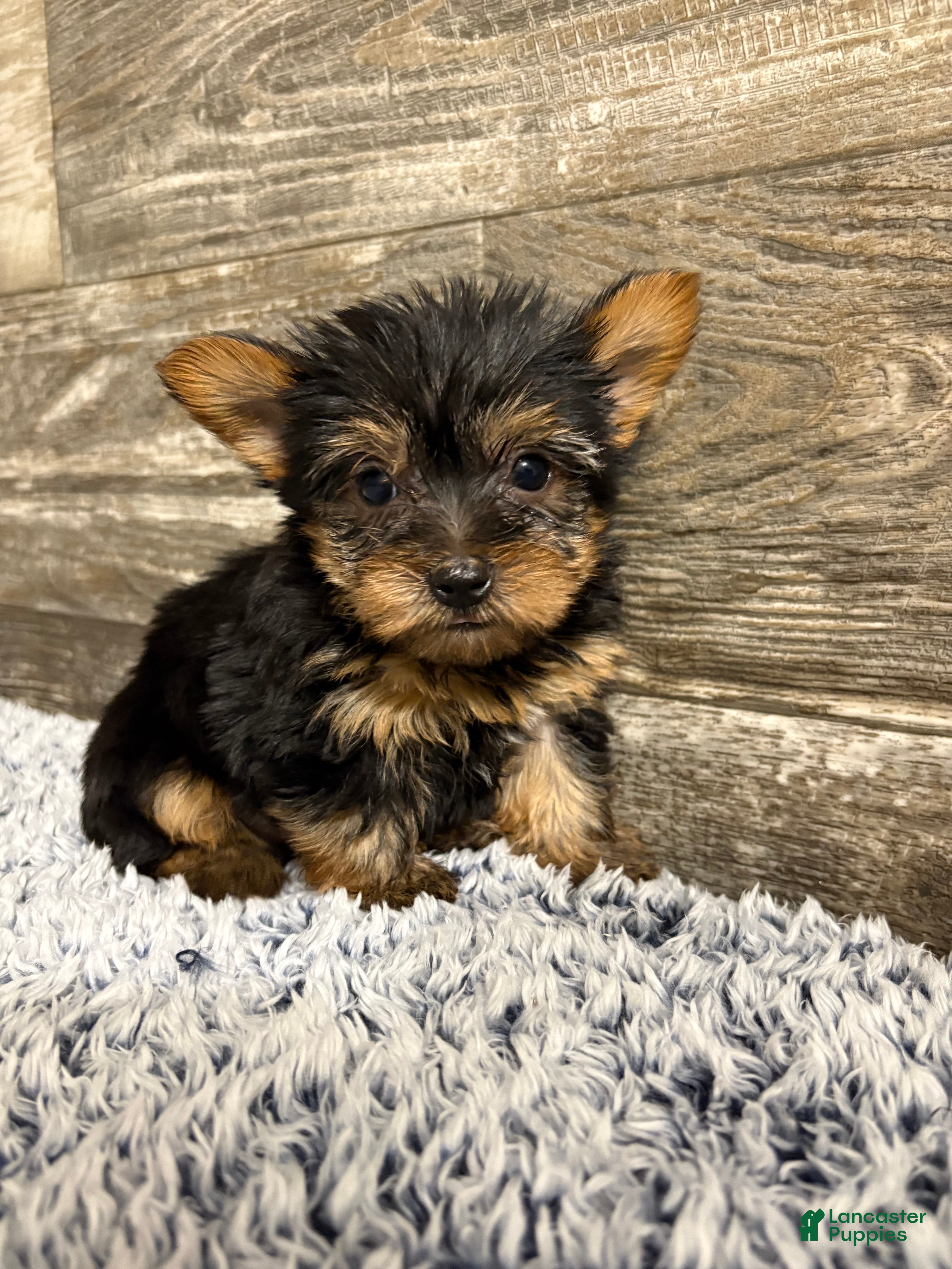 Yorkshire Terrier dogs Mark - Ad 1