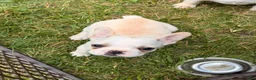 French Bulldog dogs for sale: Fire puppy number 1 - Ad 12