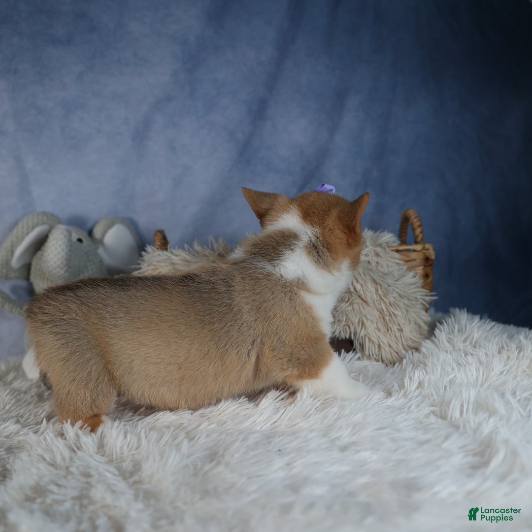 Welsh Corgi Pembroke dogs for sale: Dora - Ad 9