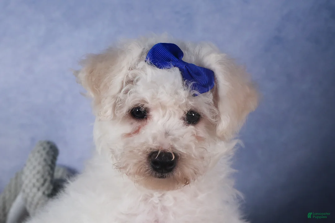 Bichon Frise dogs for sale: Dakota - Ad 12