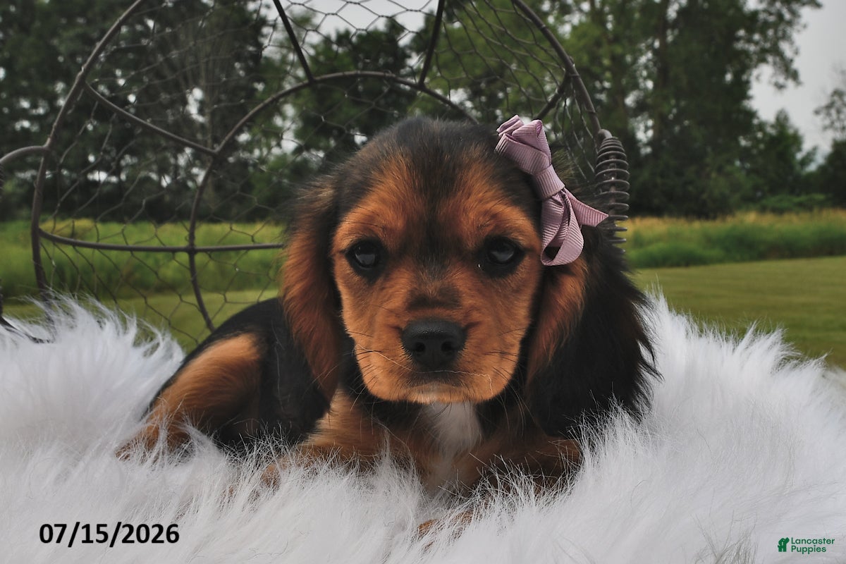 Beaglier dogs Cali  - Ad 1