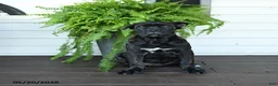 Cane Corso dogs for sale: Beauty - Ad 4