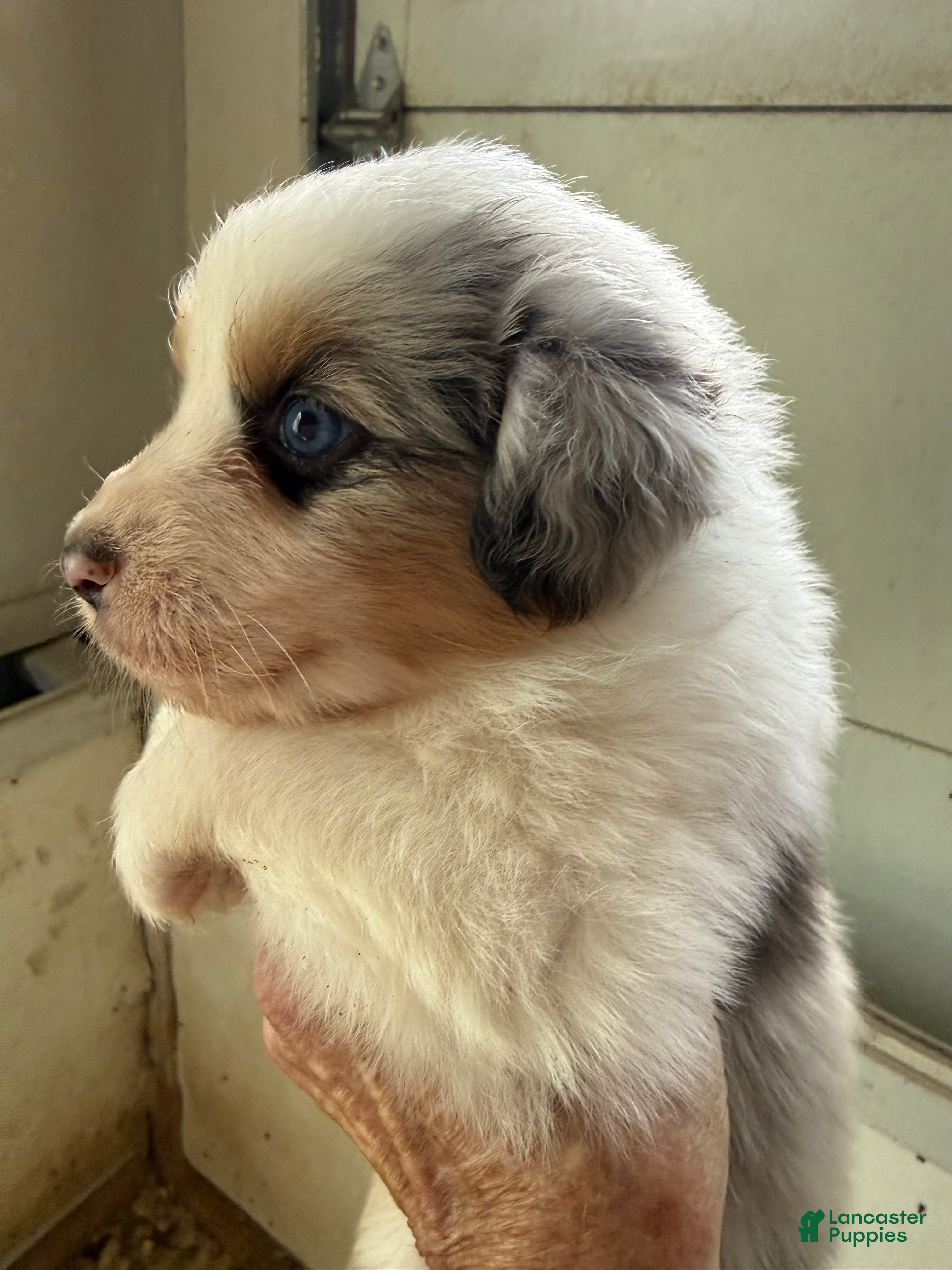 Australian Shepherd dogs Joshua - Ad 16