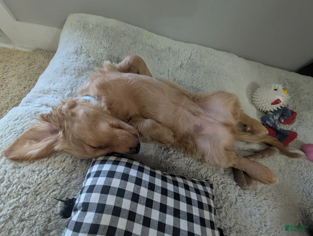 Doxiepoo dogs for sale: Biggie booty  - Ad 2