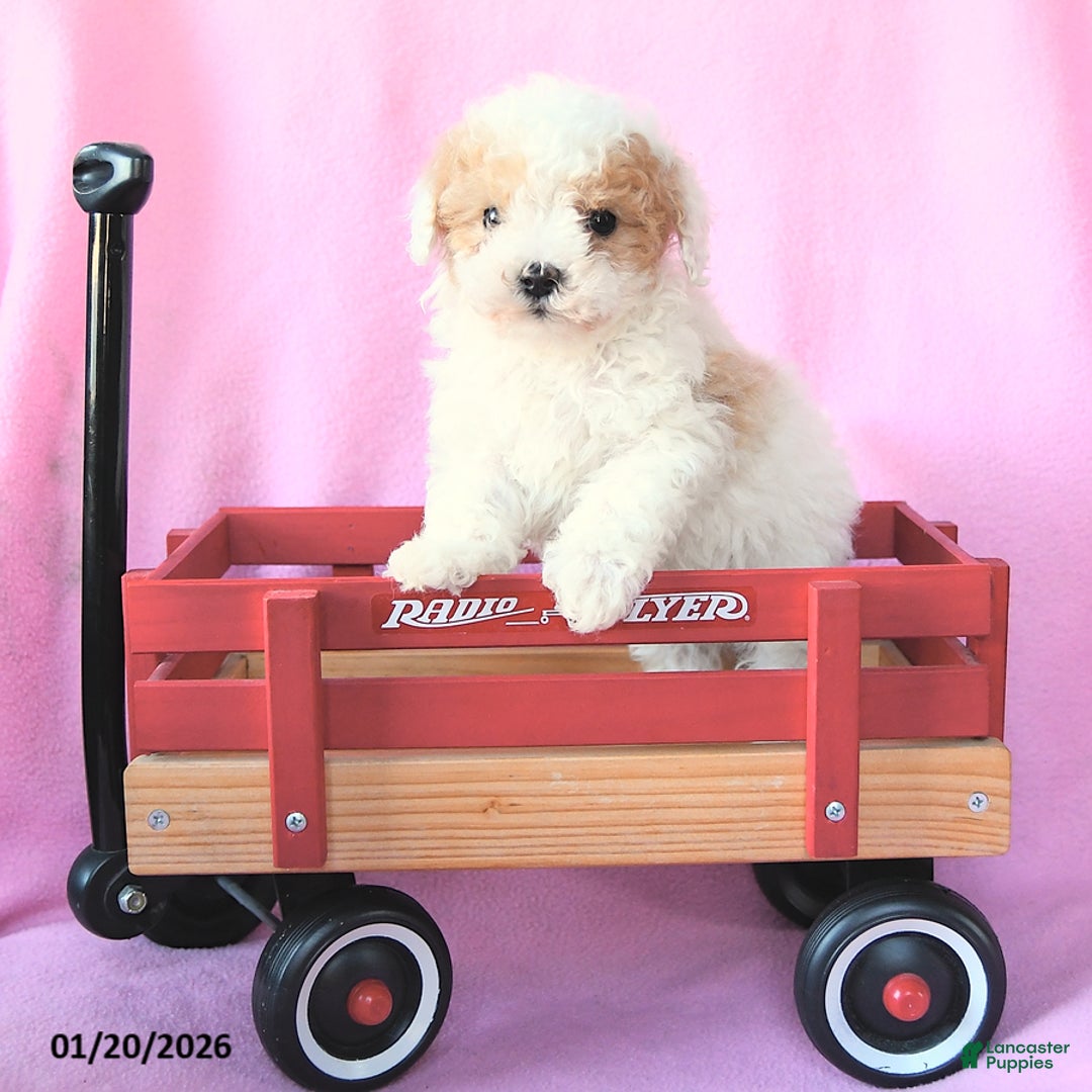 Toy Poodle dogs for sale: Oscar - Ad 1