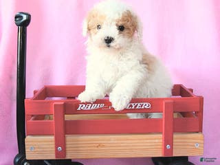 Toy Poodle dogs Oscar - Ad 31