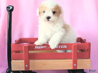 Toy Poodle dogs Oscar - Ad 5