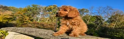 Cavapoo dogs for sale: Kyle - Ad 6