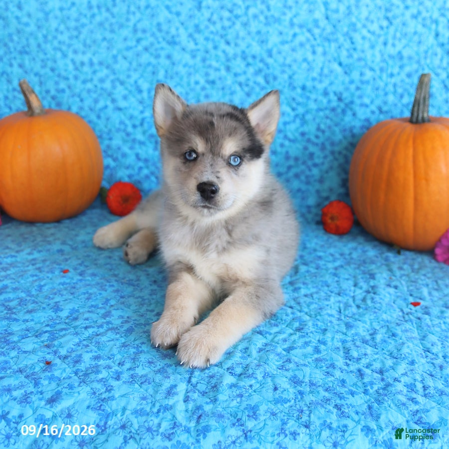 Pomsky dogs Tucker - Ad 2