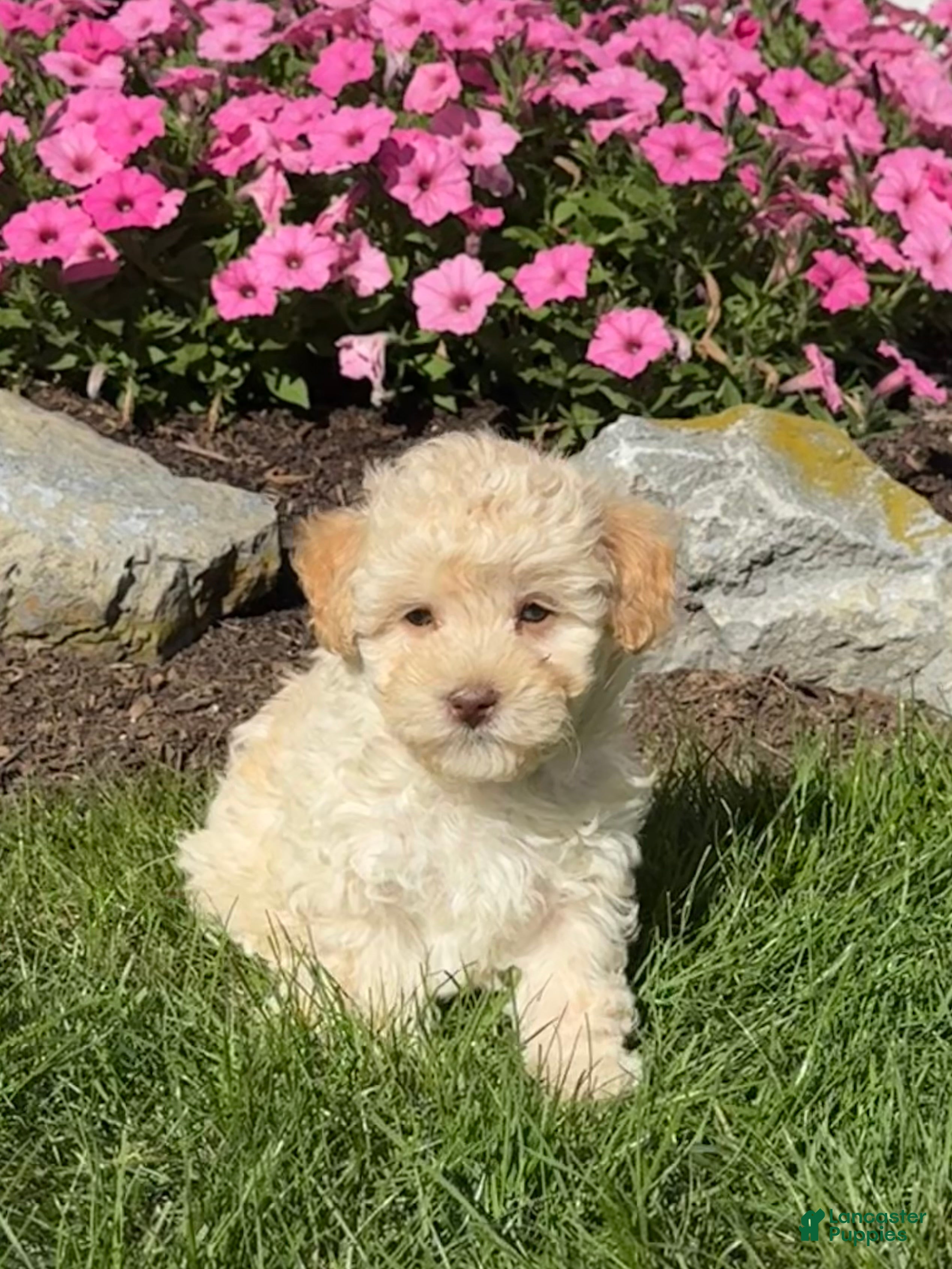 Havapoo dogs Katie - Ad 2