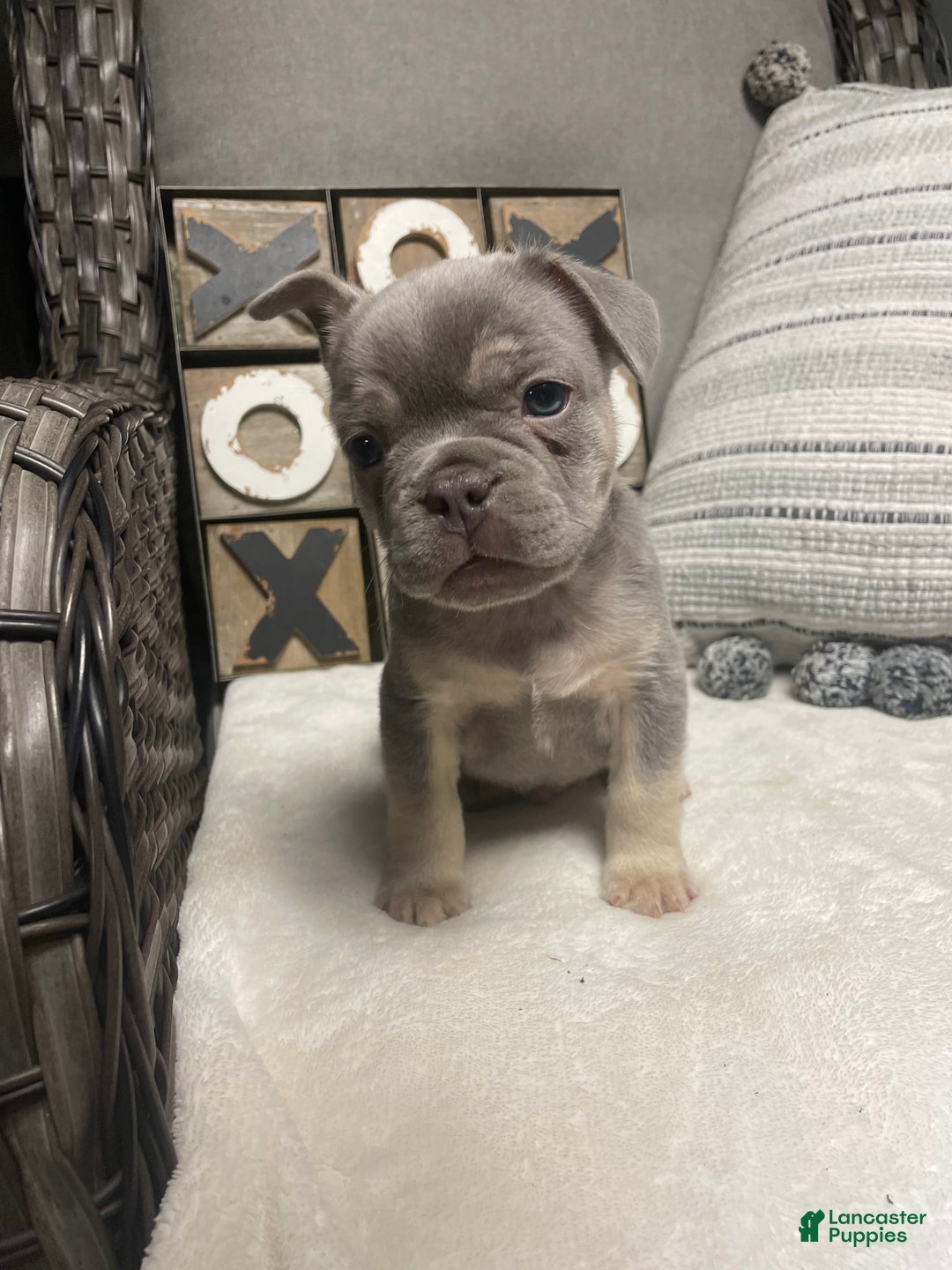 French Bulldog dogs for sale: French Bulldog Puppy 1 - Ad 7