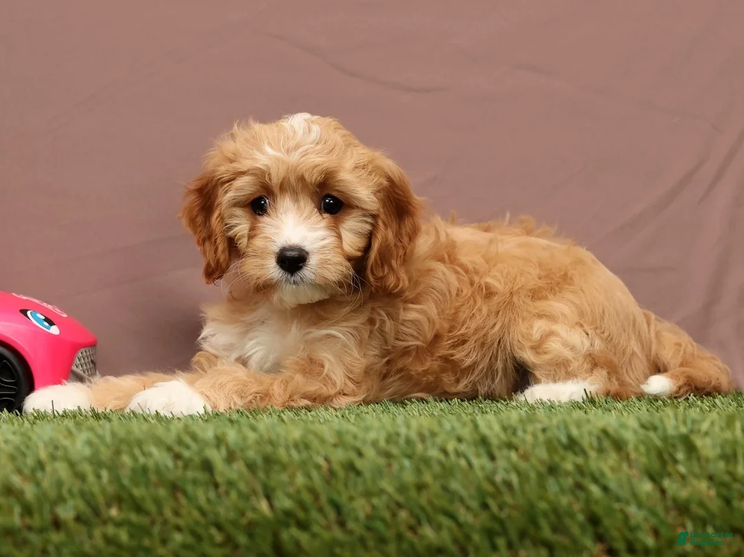 Cavapoo dogs for sale: Lisa - Ad 5