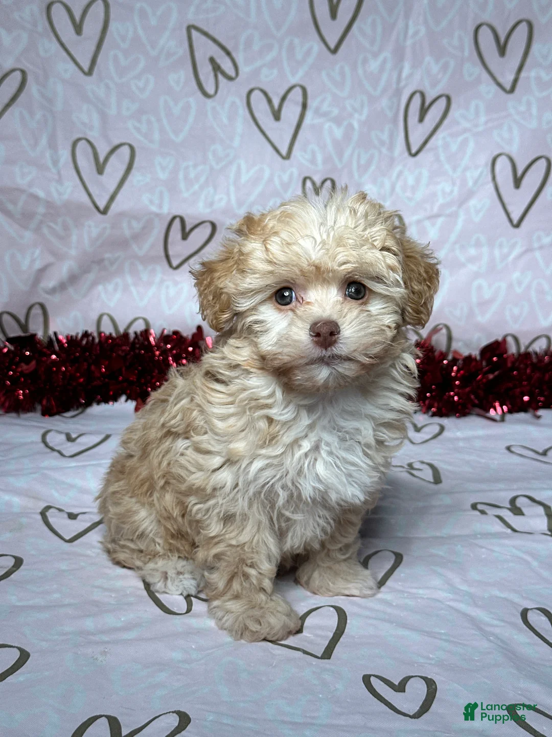 Havapoo dogs for sale: Ava - Ad 3