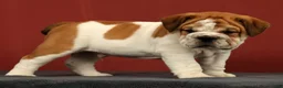 English Bulldog dogs for sale: Captain - Ad 7