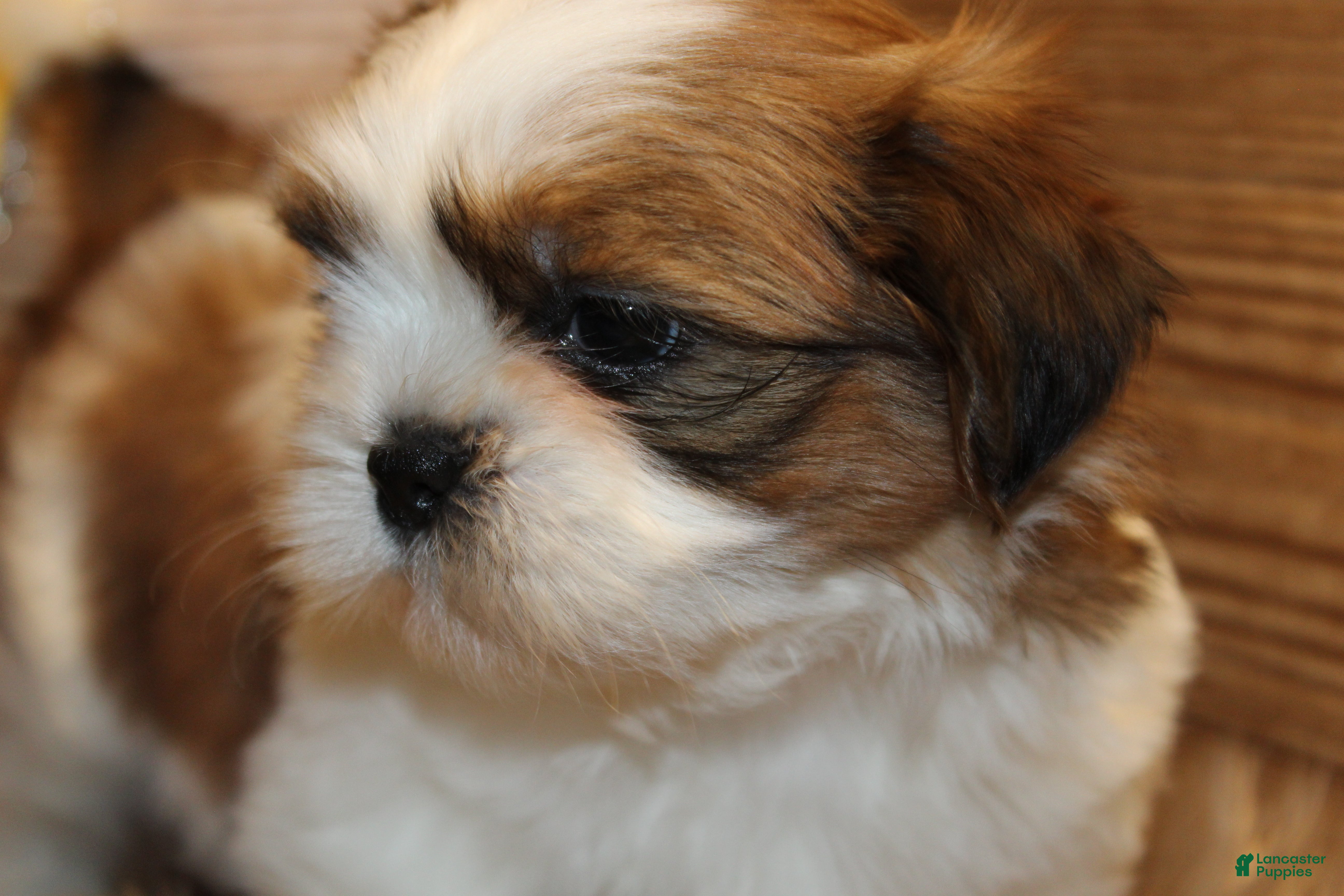 Shih Tzu dogs Bailey - Ad 1