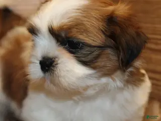 Shih Tzu dogs for sale: Bailey - Ad 3