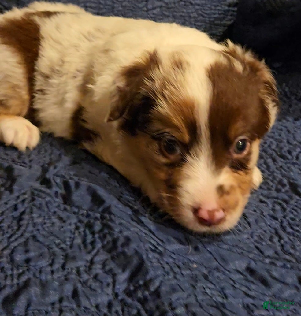 Australian Shepherd dogs Australian Shepherd 1 - Ad 6