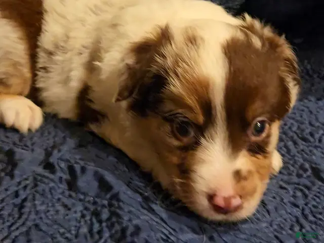 Australian Shepherd dogs Australian Shepherd 1 - Ad 6