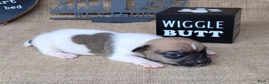 Jude purebred JRT