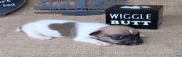 Jack Russell Terrier dogs for sale: Jude purebred JRT - Ad 1