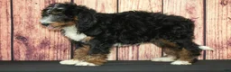 Bernedoodle dogs for sale: Bonnie F1 - Ad 3