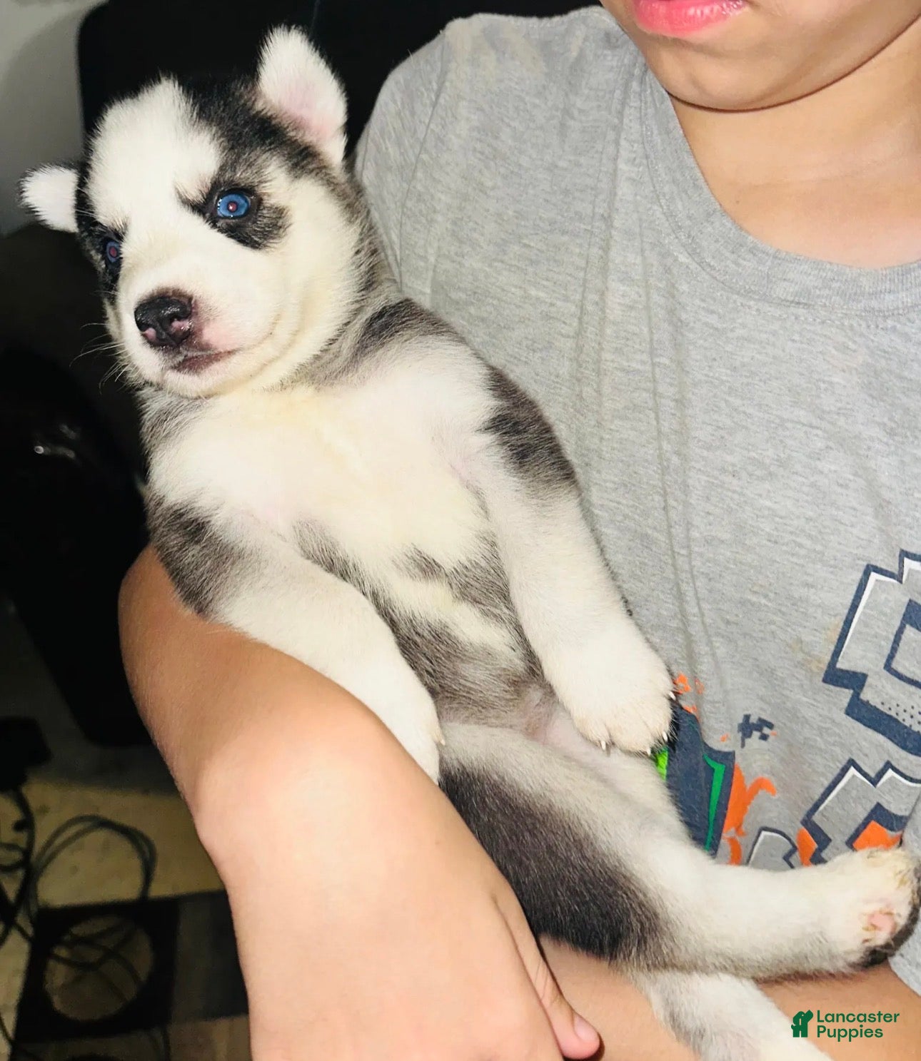 Siberian Husky dogs Storm - Ad 1